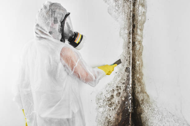 Best Commercial Mold Removal  in University, FL