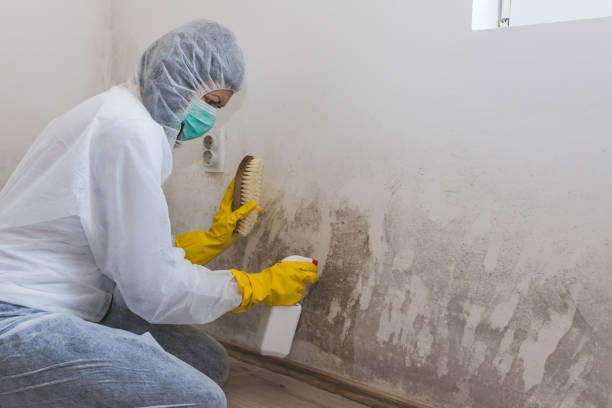 Best Mold Removal and Inspection  in University, FL