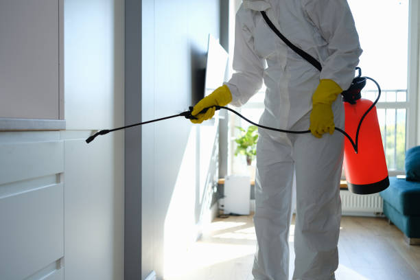 Attic Mold Removal in University, FL