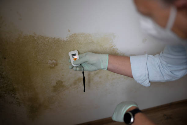 Mold Removal and Inspection in University, FL