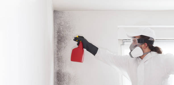 Best Emergency Mold Removal  in University, FL