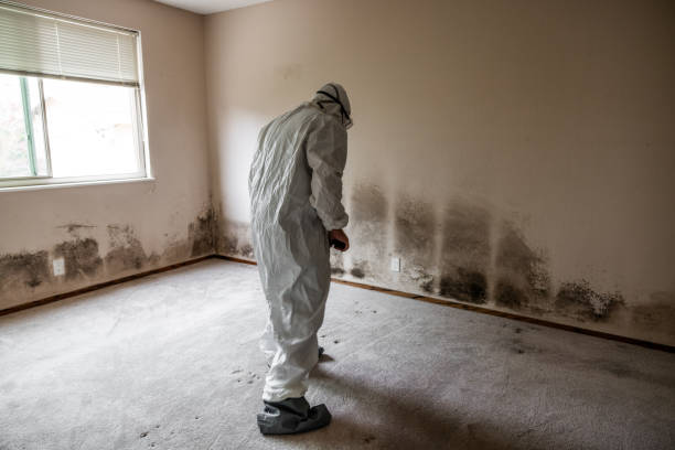 Best Residential Mold Removal  in University, FL